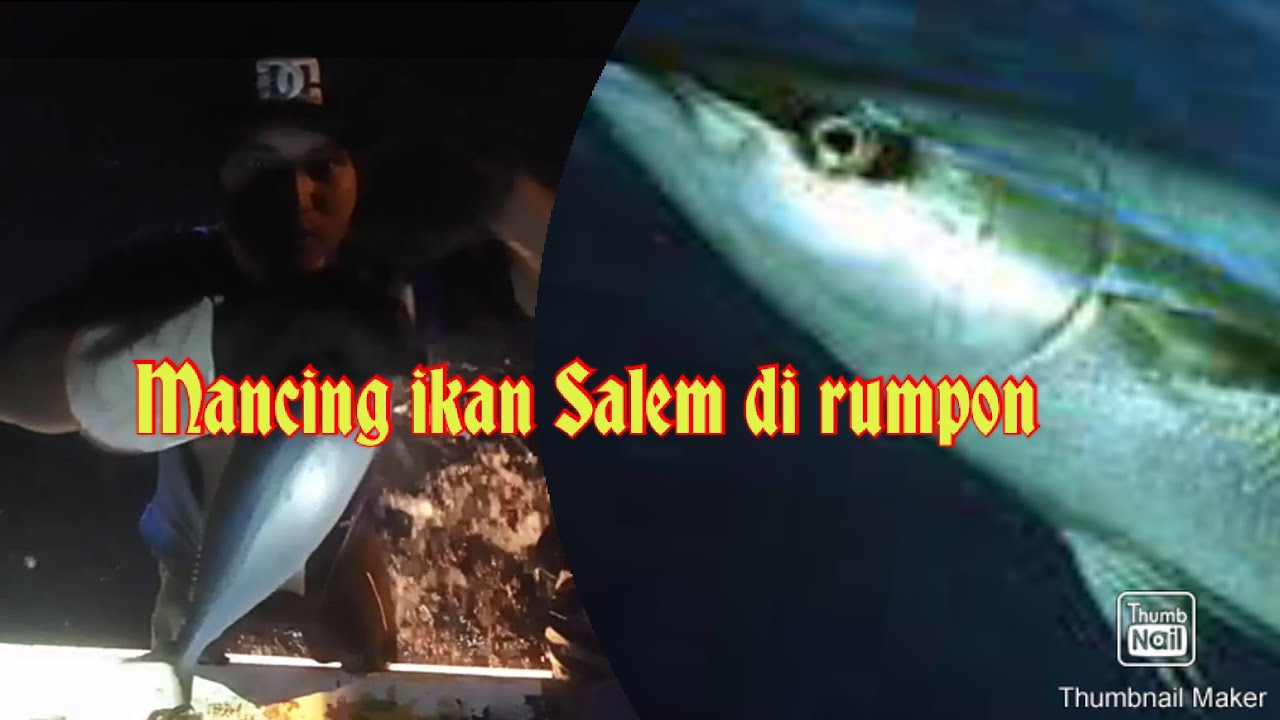 Mancing ikan Salem/lauro di malam hari!! 