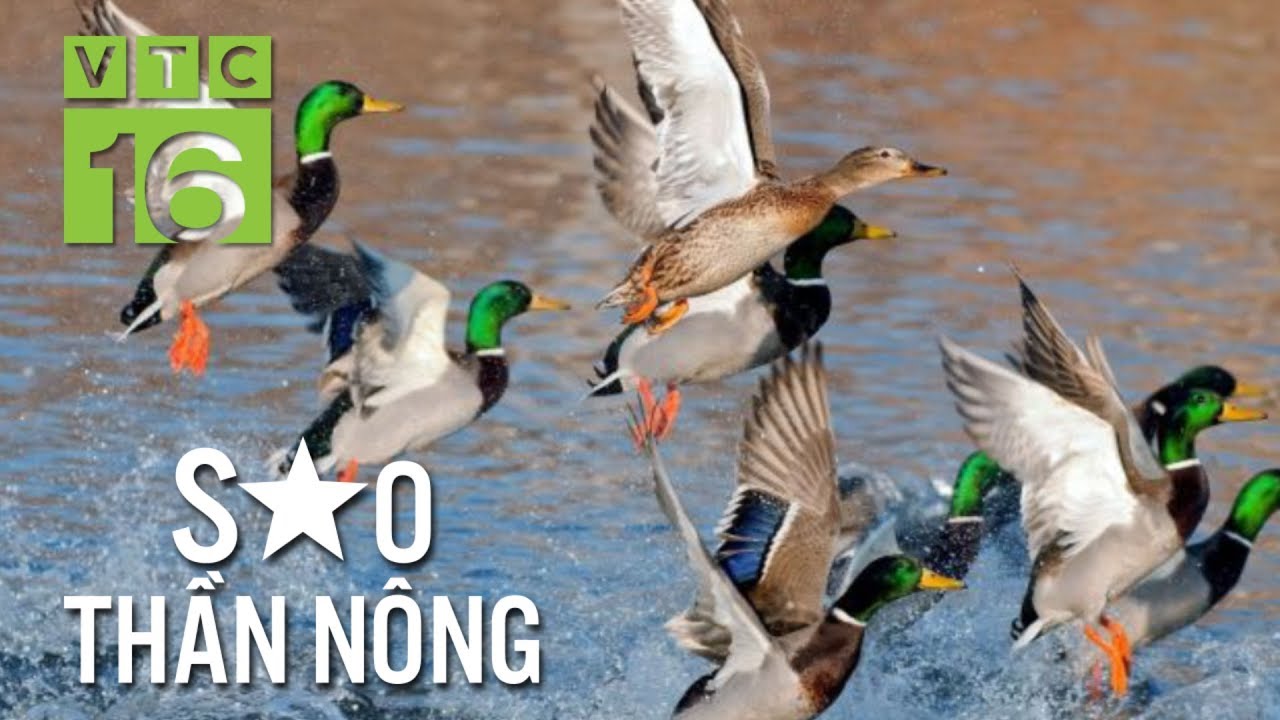 Bỏ đầu bếp, 8X 