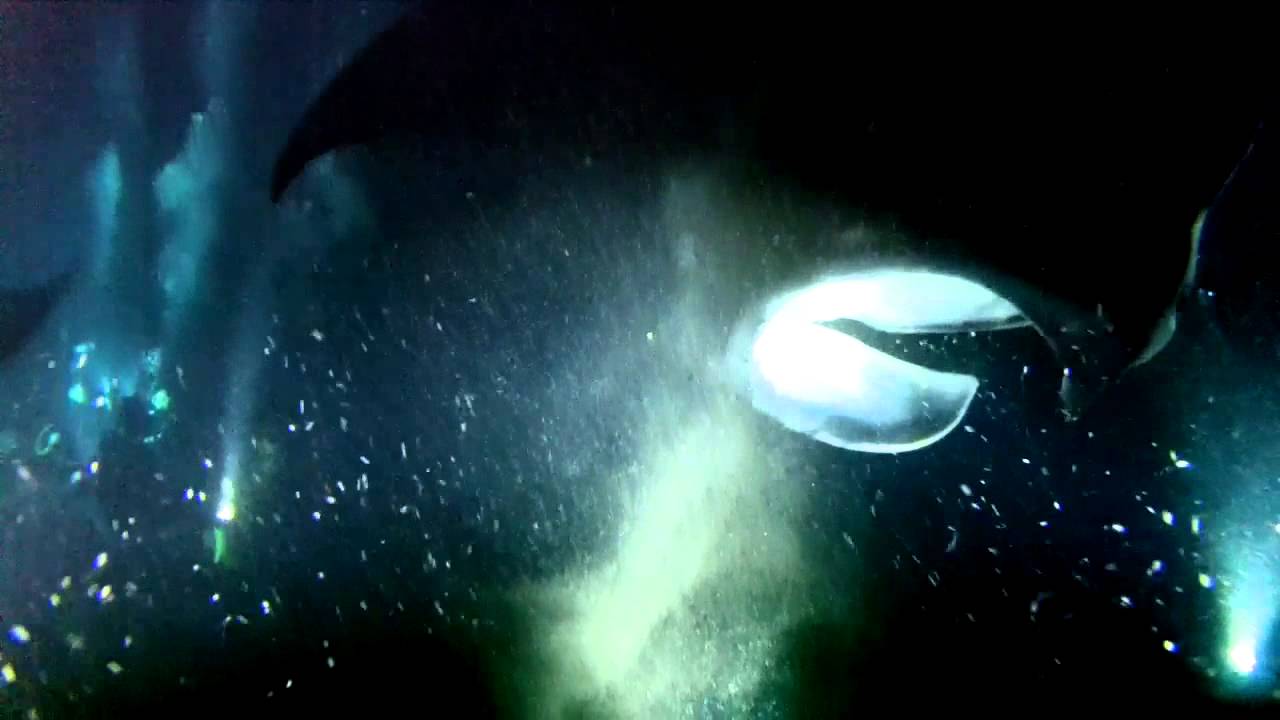 Big Island Night Dive - Giant Mantas - Liquid Image Wide Angle Scuba Series Model 324