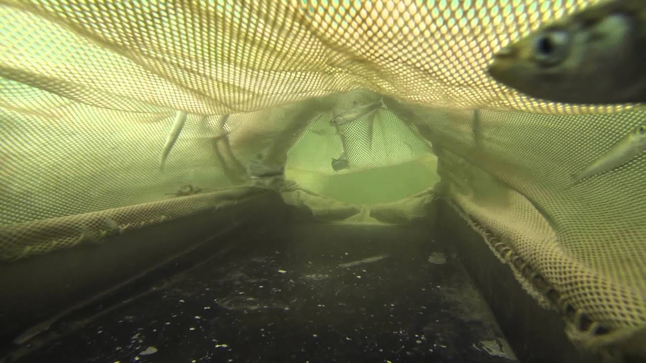 Juvie Salmon Trawl 2013