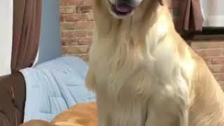 | 9GAG | GOdlen Retriever After Touching Doggo