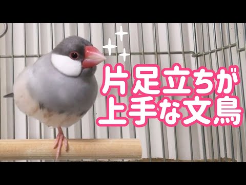 羽を乾かさずに片足立ちでリラックスする文鳥よもぎ