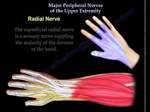 Diagnosis of upper extremity peripheral nerve entrapmen... | Doovi