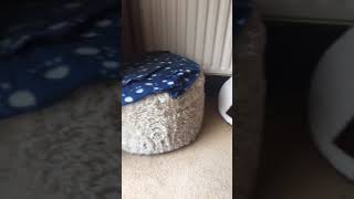 Meow meeeoooow Meow meeeoooow