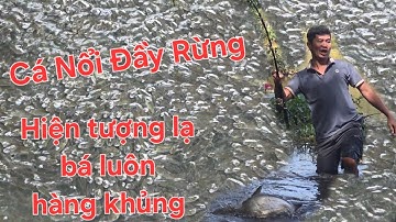 Hàng triệu con cá nổi Lừ đầu tại Tràm Chim.  Trúng bầy cá ăn liên tục | Săn bắt SÓC TRĂNG |