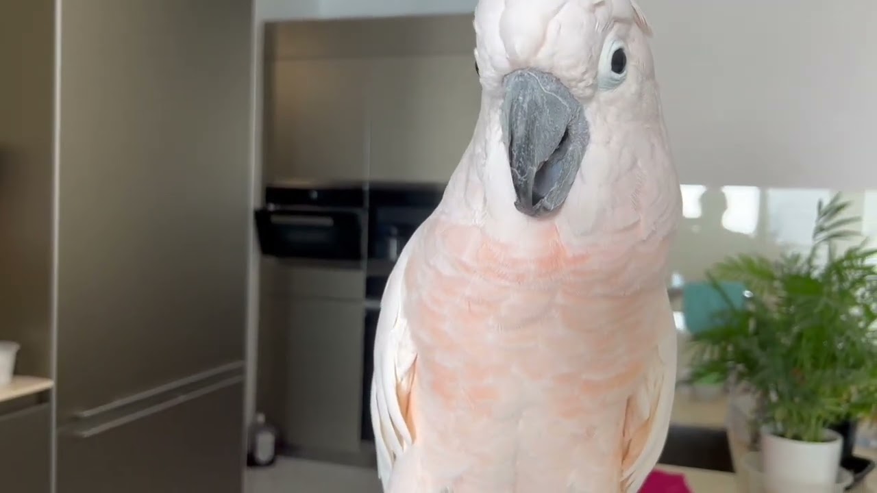 Moluccan Cockatoo singing