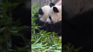 Twin Panda Cubs Bamboo Eating Show #panda #cubs #twins #babypanda #chongqingzoo #eatingshow #fypシ