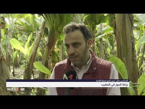 المغرب الأخضر زراعة الموز بالمغرب