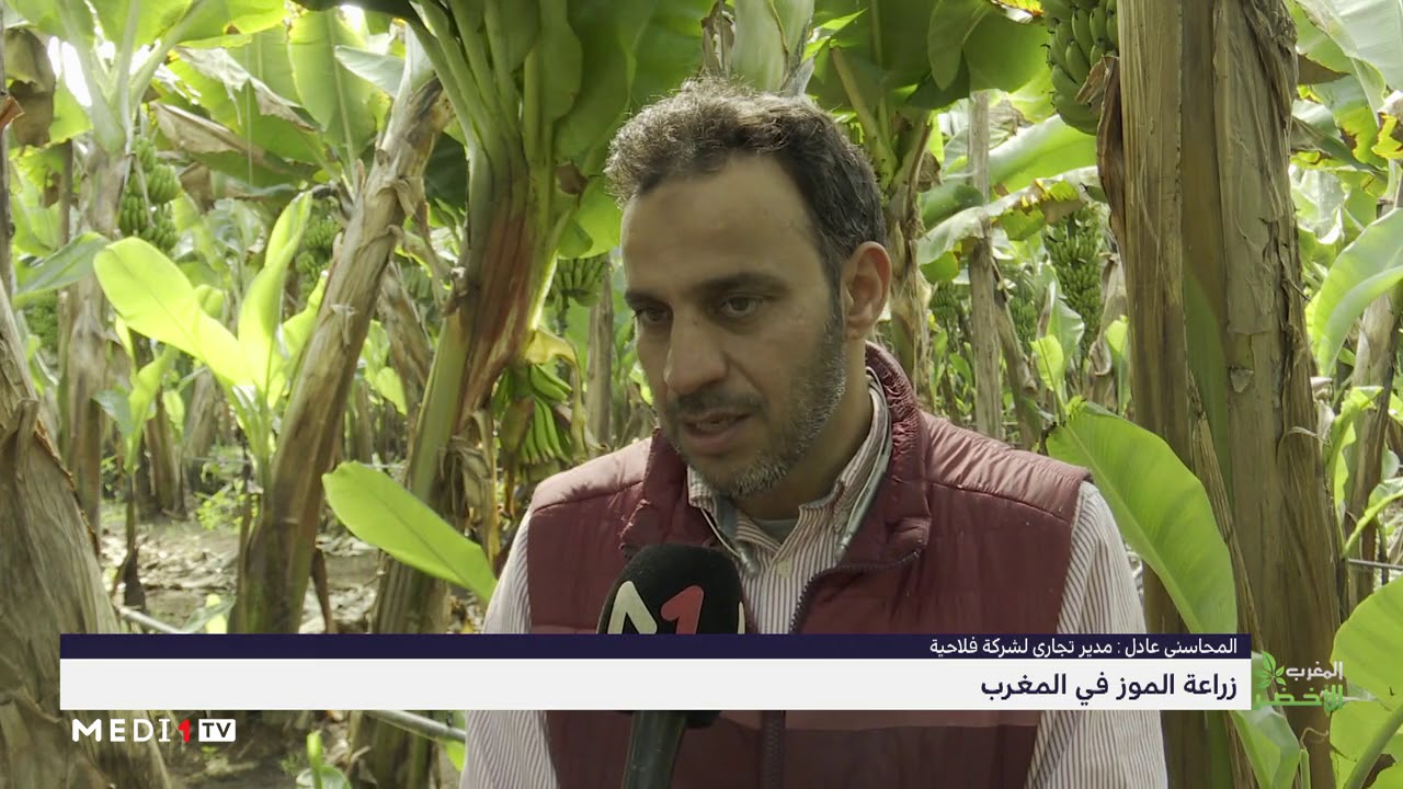 المغرب الأخضر .. زراعة الموز بالمغرب