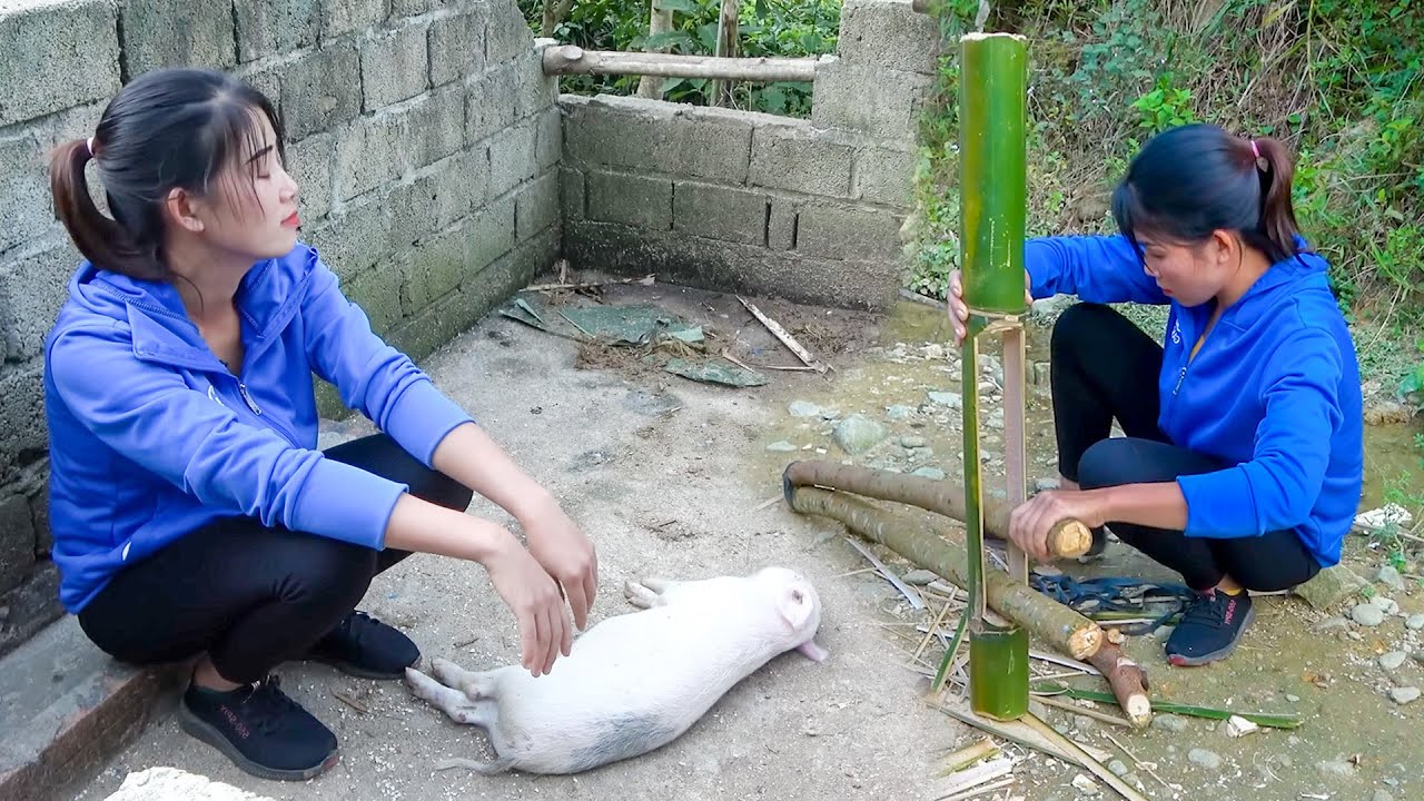 Snake Python Pig Another Snake Attacked My Baby Pig | Crafting Simple Trap To Catch ...