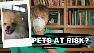 Pets At Risk For COVID-19?