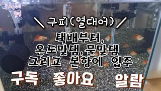 구피택배부터 온도맞댐,물맞댐,그리도 입주