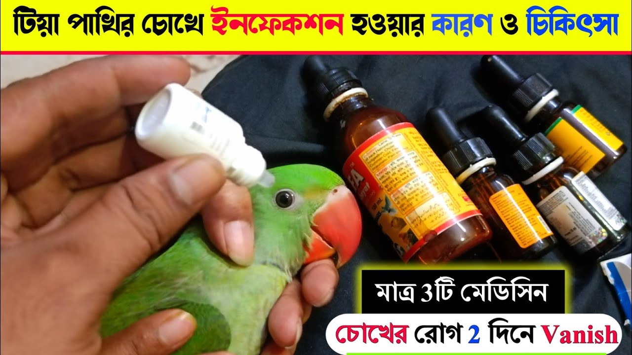 টিয়া পাখির চোখে ইনফেকশন হলে কি করবেন? | Baby Parrot Eye Infection and Treatment | 