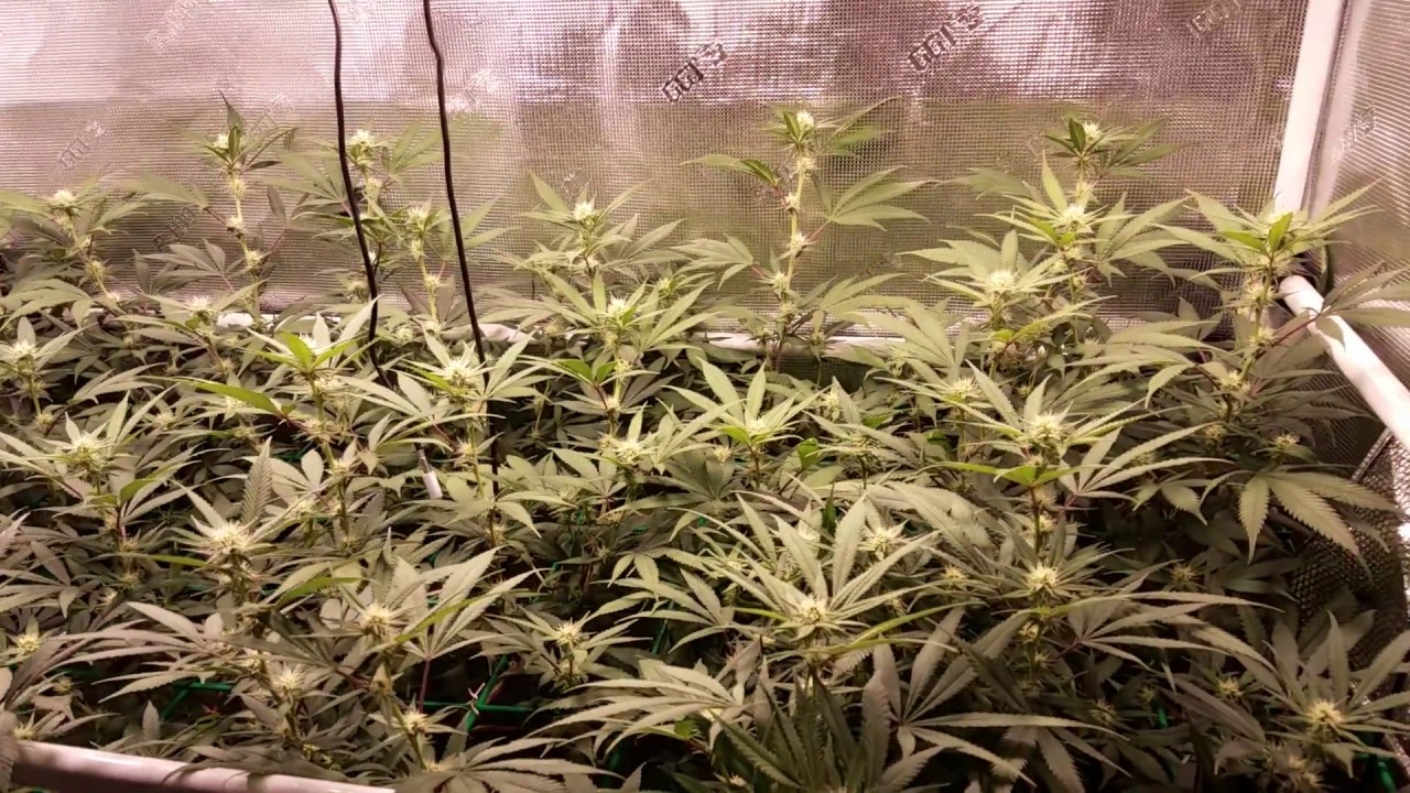 2x4 Grow Tent Update 6/22/19