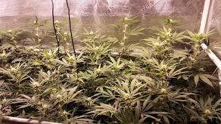 2x4 Grow Tent Update 6/22/19 @PedrosGrowRoom