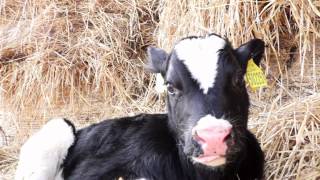 1 Day Old Molly Likes Classical Music Ludovico Einaudi