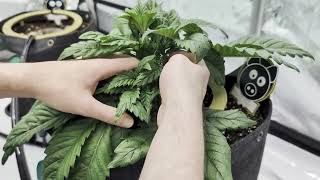Early Autoflower Maintenance | Butter's Breath & Rainbow Sundae 11
