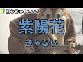 紫陽花/きゃない/ギター弾き語り練習用動画(コード/ストローク/歌詞)