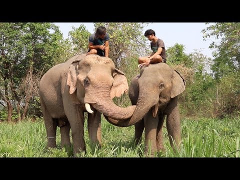 Day in the Life of Elephants Johnny and Chai Chana - Day in the Life of Elephants Johnny and Chai Chana