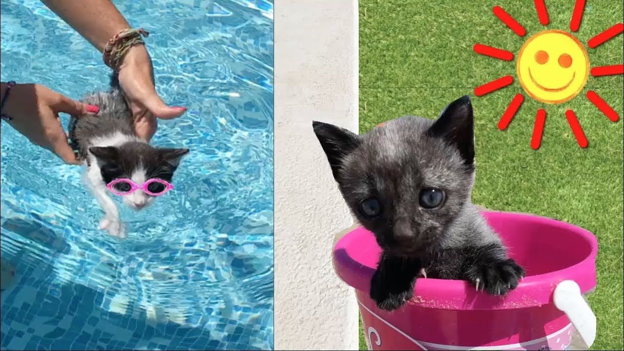 Mis gatitos bebés Luna y Estrella vacaciones en la playa y la piscina con juguetes / Funny cats