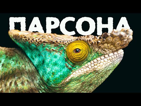 Самые редкие, большие и ценные хамелеоны - Парсона