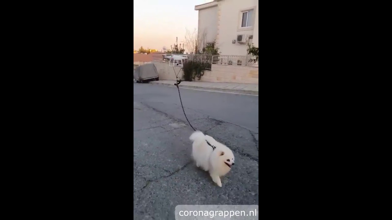 🐶 This is how to Walk the Dog during the 