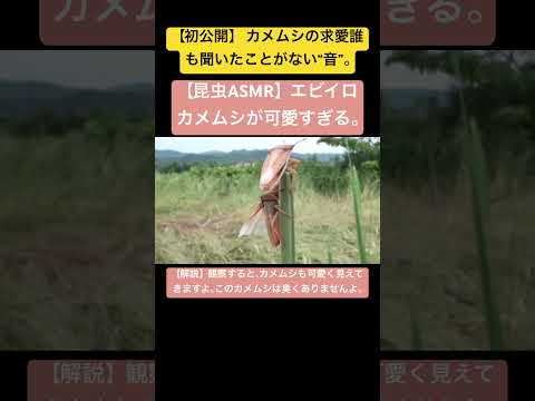 【昆虫ASMR】エビイロカメムシが可愛すぎる。 #4k #昆虫図鑑 #昆虫観察 #昆虫撮影 #昆虫採集 #stagbeetle #undaze #asmr #insects #クワガタ