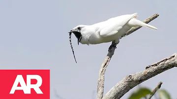 ¿Qué pájaro hace el ruido más raro?