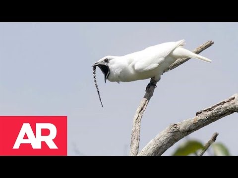 Video: El peso promedio de los gatos Calicos femeninos