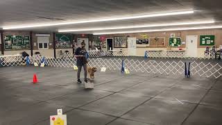 Copper’s AKC Virtual Rally Novice Course #3