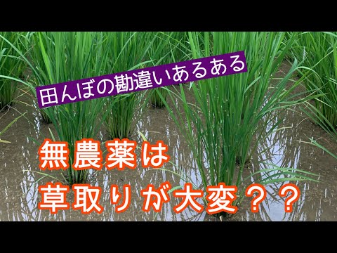 不耕起法で芝生を庭に変える5ステップ、すぐにできる簡単ガイド