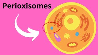 Famous Peroxisomes Structure and Function Net Worth