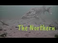 Insane Northern Pike Strikes Caught on Camera.