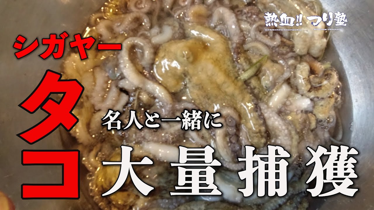 名人と一緒にシガヤーダコを狙うと大漁だった Youtube