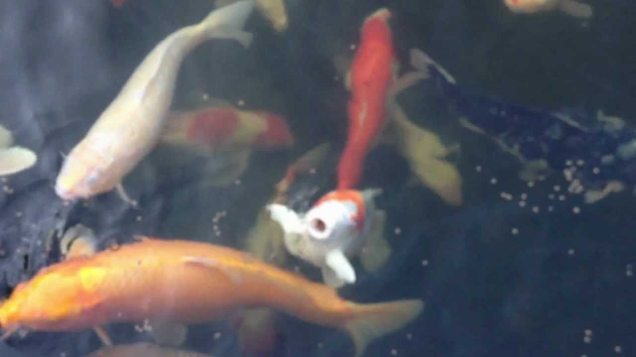 Koi Pond @ Oak Creek Terrace