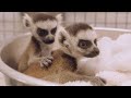 Twin Ring-Tailed Lemur Babies Get Health Checks and Debut at the San Diego Zoo