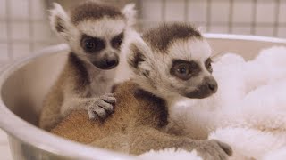 Twin RingTailed Lemur Babies Get Health Checks and Debut at the San Diego Zoo