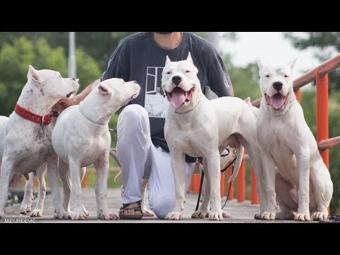 Dogo Argentino Efsanesi Puma Ve Domuz Karsisinda Efsanevi Bir Hayat Strongest Biggest Dogs Youtube
