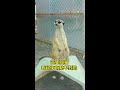 【超萌事故】狐獴站崗突然強制關機！　下一秒悲劇了QQ #Shorts