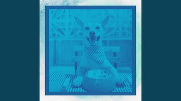 Alluring Backdrops for Calming Your Rescue