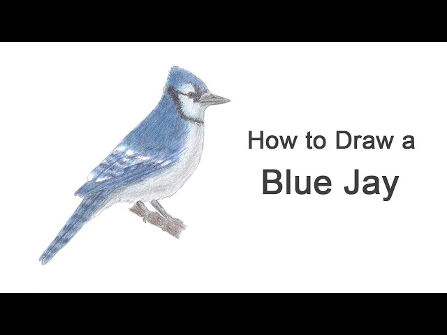 How To Draw A Blue Jay Youtube