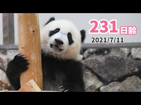 パンダの赤ちゃん（楓浜）】甘え上手は遊び上手（231日齢） - YouTube