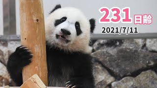 パンダの赤ちゃん（楓浜）】甘え上手は遊び上手（231日齢） - YouTube