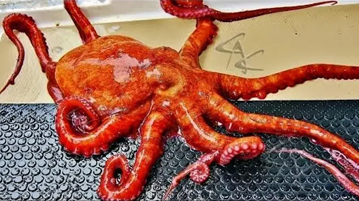 The Incredible Octopus That Can Walk On Dry Land