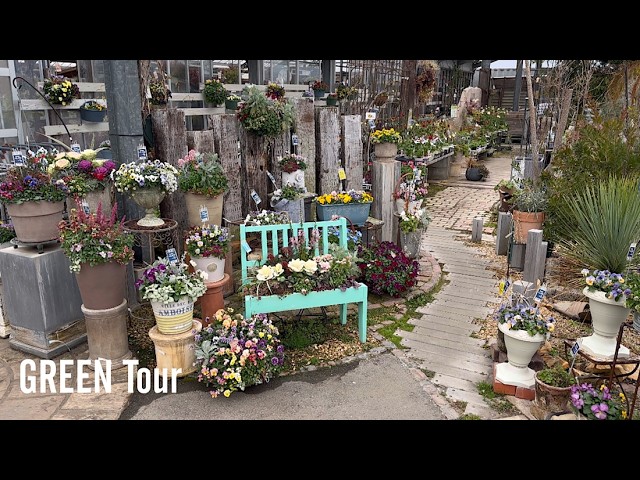 SNSで大人気のあのお方のお店には冬春花のエレガントな寄せ植えで溢れ