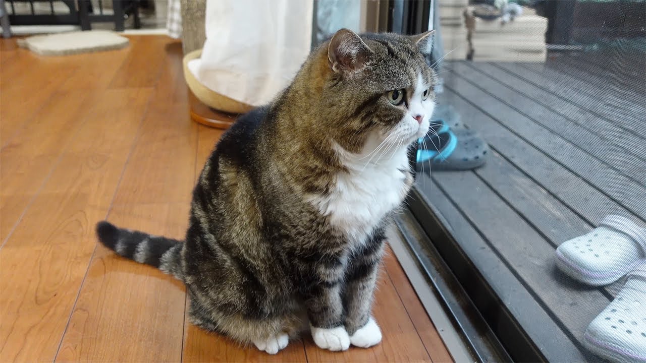 激しい雷雨を眺めるねこ。-Maru watches a violent thunderstorm.-