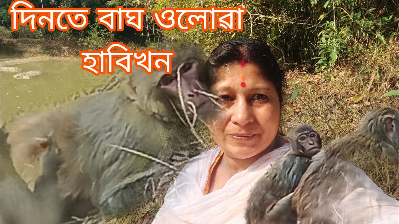 দিনতে বাঘ ওলোৱা হাবিখন লৈ গʼলো অকলে।#viralvideo #followers #minivlog #youtube