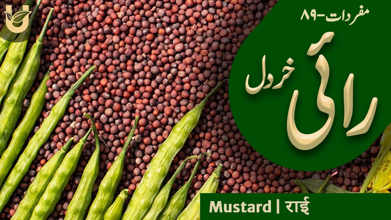 KHARDAL | Black mustard | خردل (رائی)
