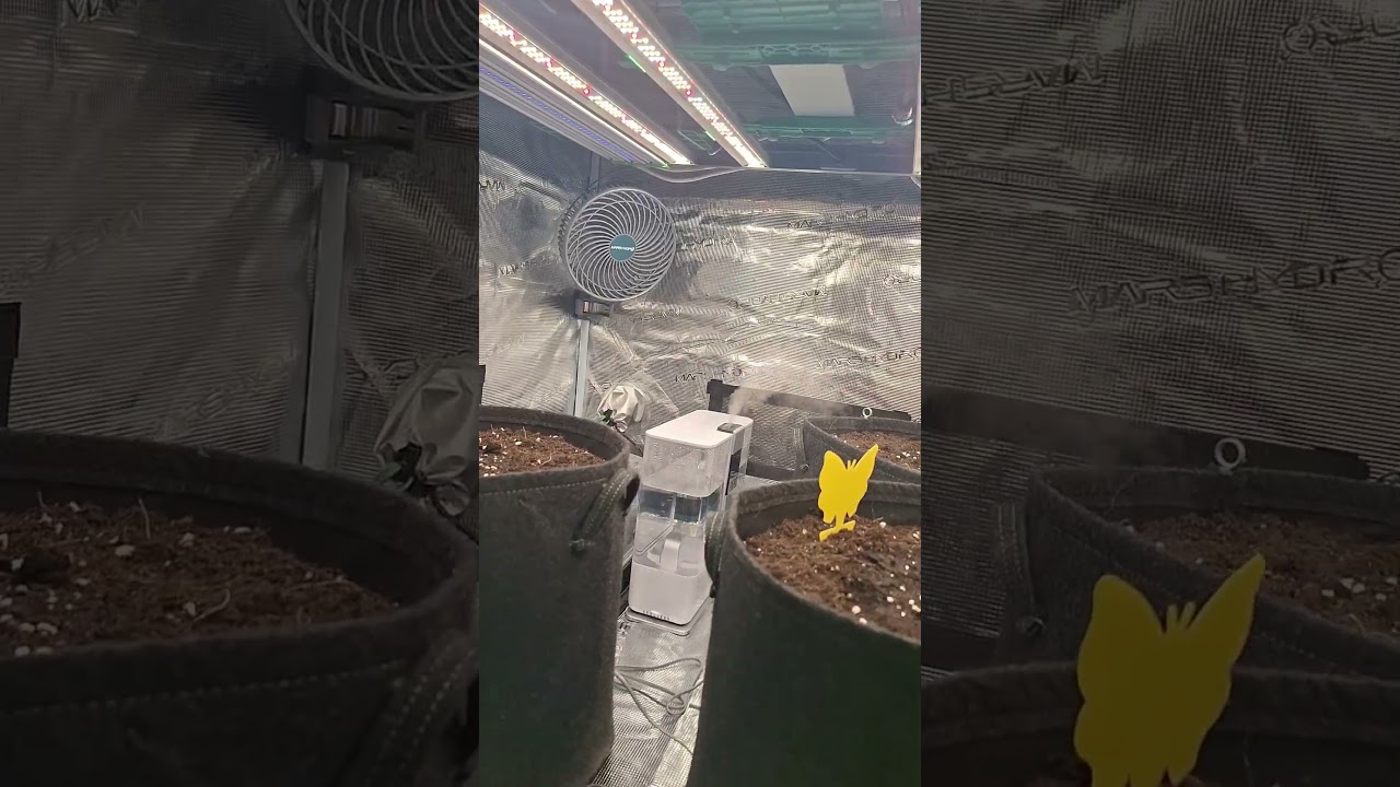 New indoor grow setup! Mars Hydro, FC-3000 + Adlights 🥵