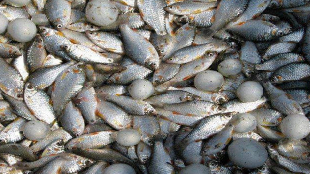 Unique Fish Trapping | Easy Fish Trap System | Amazing Fishing Videos [Part-19]